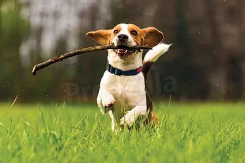 pet park